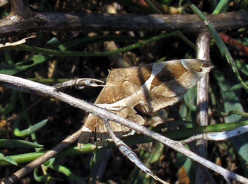 Noctuidae: Dysgonia algira?